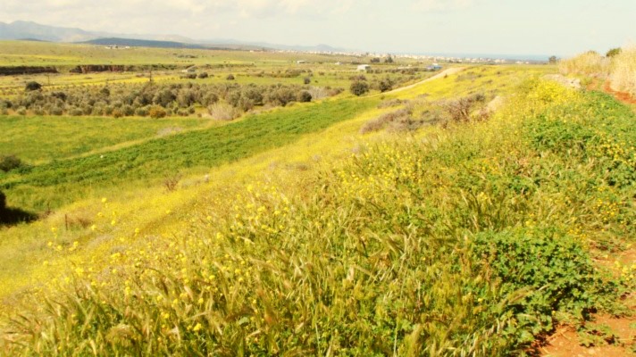 Land for sale North Cyprus Kumyali
